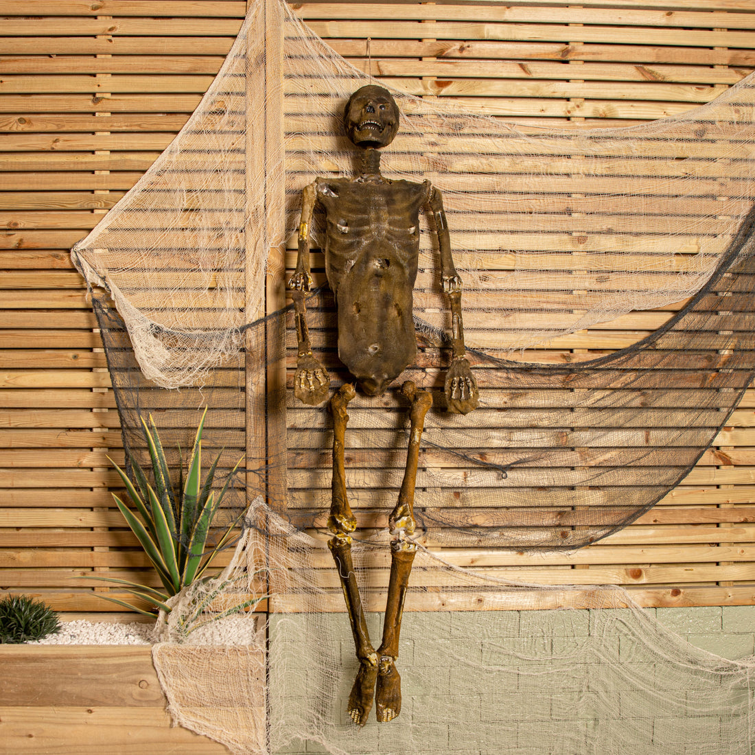 Front view of a 5ft tall brown mummified skeleton prop with posable joints and a distressed finish hanging against a dark background.