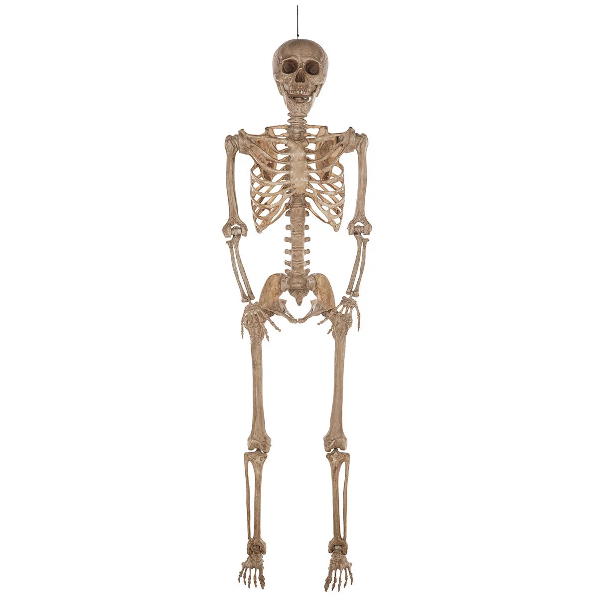 Full-length front view of a realistic 7ft natural bone-colored poseable skeleton standing against an indoor neutral wall.