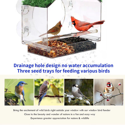 Clear perspex window bird feeder with suction cups for wild birds feeding and close-up bird watching from home-5